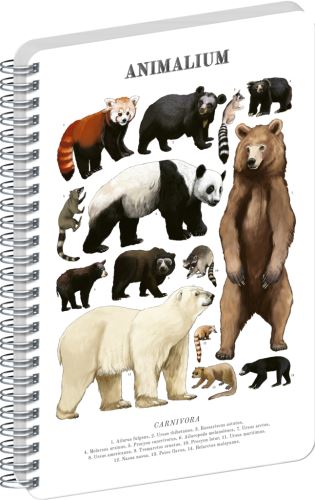 Blok spirálový Animalium – Medvědovité šelmy - čistý - A5   A-37276