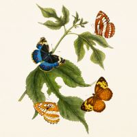 Kalendář poznámkový - Motýli 2027 - PLASTIC FREE - 30 x 30 cm   PGP-36980 (10)