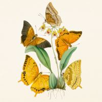 Kalendář poznámkový - Motýli 2027 - PLASTIC FREE - 30 x 30 cm   PGP-36980 (12)