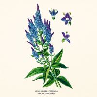 Kalendář poznámkový - Herbář 2027 - PLASTIC FREE - 30 x 30 cm   PGP-36979 (10)