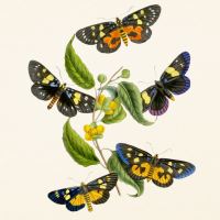 Kalendář poznámkový - Motýli 2027 - PLASTIC FREE - 30 x 30 cm   PGP-36980 (11)