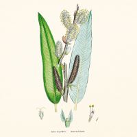 Kalendář poznámkový - Herbář 2027 - PLASTIC FREE - 30 x 30 cm   PGP-36979 (5)