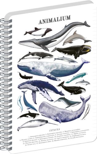 Blok spirálový Animalium – Pod mořem - linkovaný - A4   A-37259