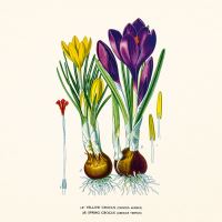 Kalendář poznámkový - Herbář 2027 - PLASTIC FREE - 30 x 30 cm   PGP-36979 (4)