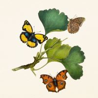 Kalendář poznámkový - Motýli 2027 - PLASTIC FREE - 30 x 30 cm   PGP-36980 (8)