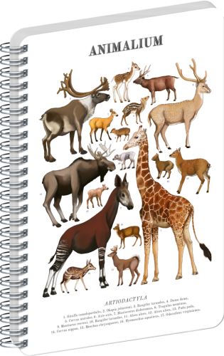 Blok spirálový Animalium – Sudokopytníci- čistý - A4   A-37273