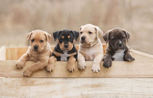 Podložka na stůl  INSPIRATION PUPPIES  3964